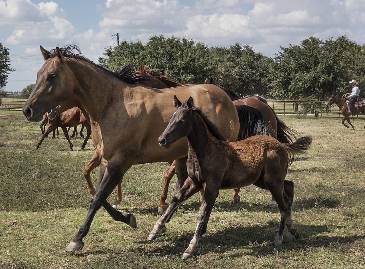 horses-754708_1280.jpg