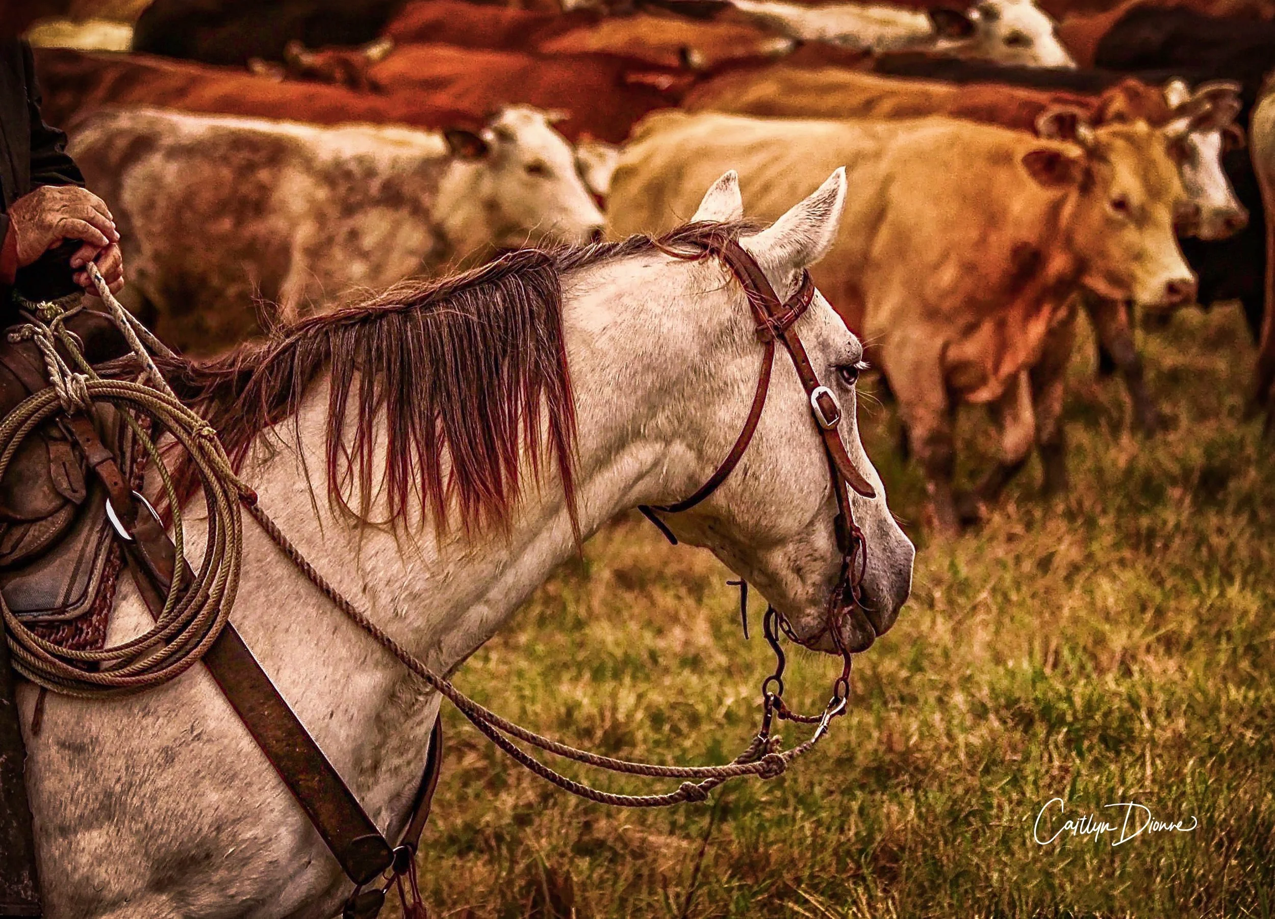 Cow Horse Reminiscing.7.2018.jpg