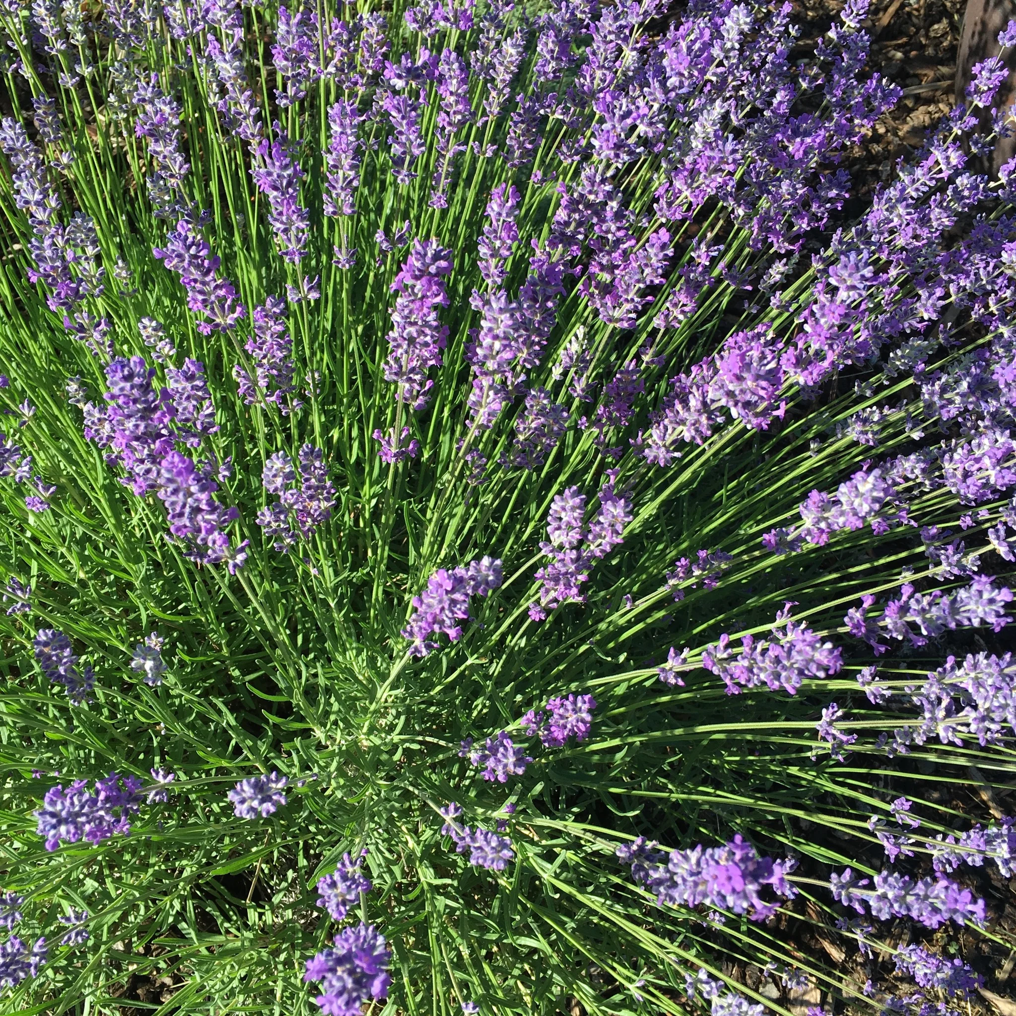 Lavendar