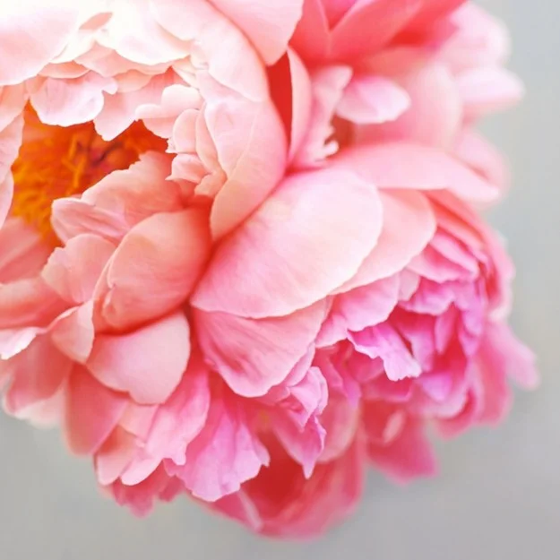 Lately Loving: Peonies