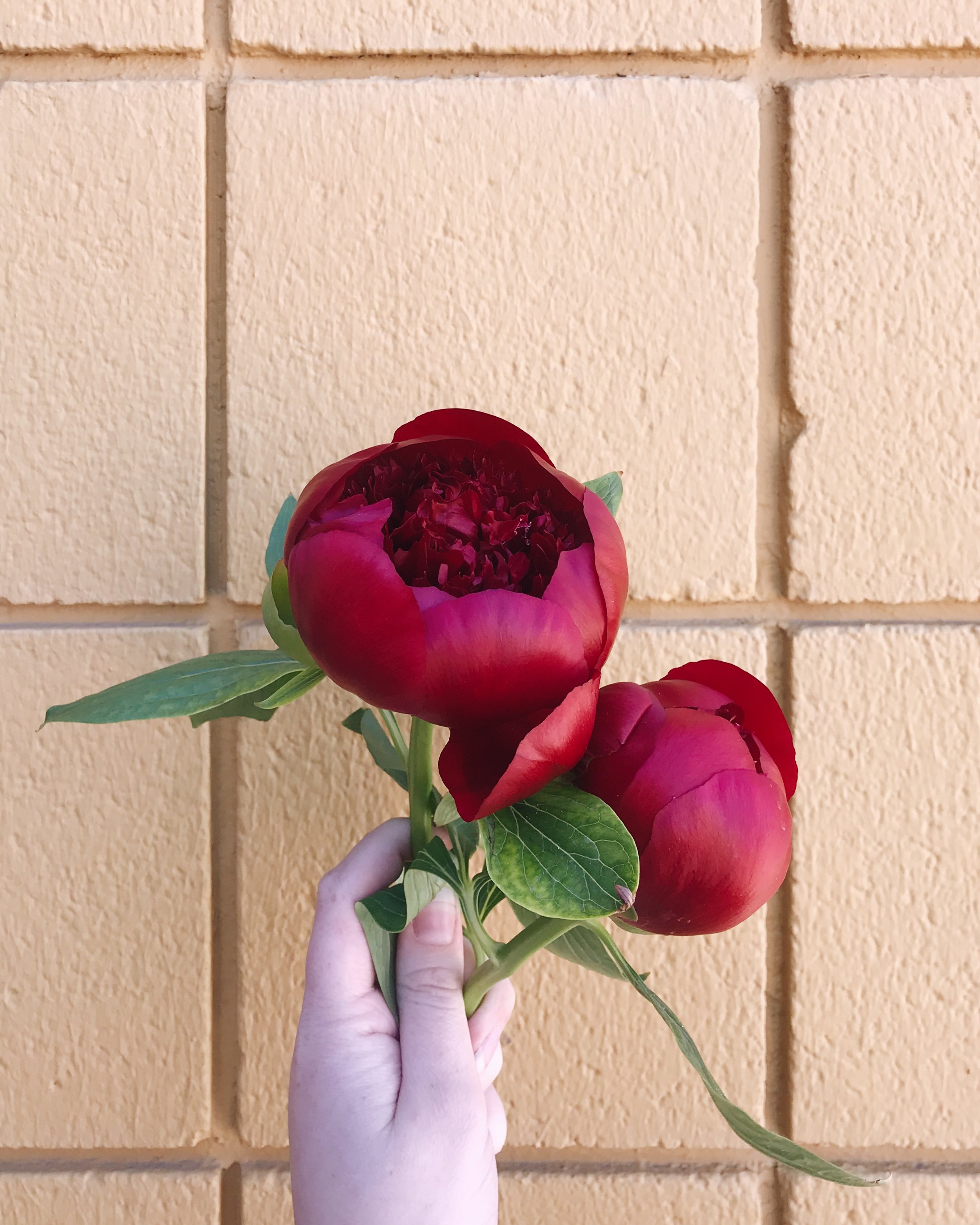 Lets Learn: Spring Flowers 101
