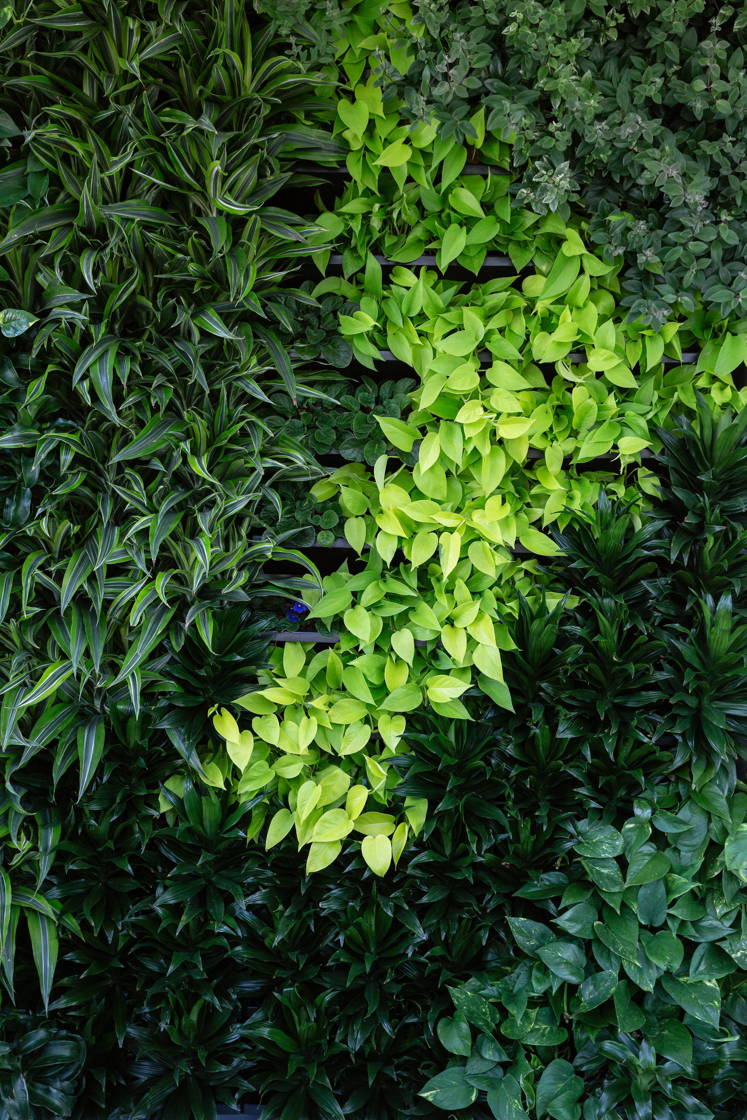 Office Living Wall, Mount Royal, Nyla Free Designs, Calgary Interior Designer, Davignon Martin Architecture, Stonewater Homes, Phil Crozier Photography