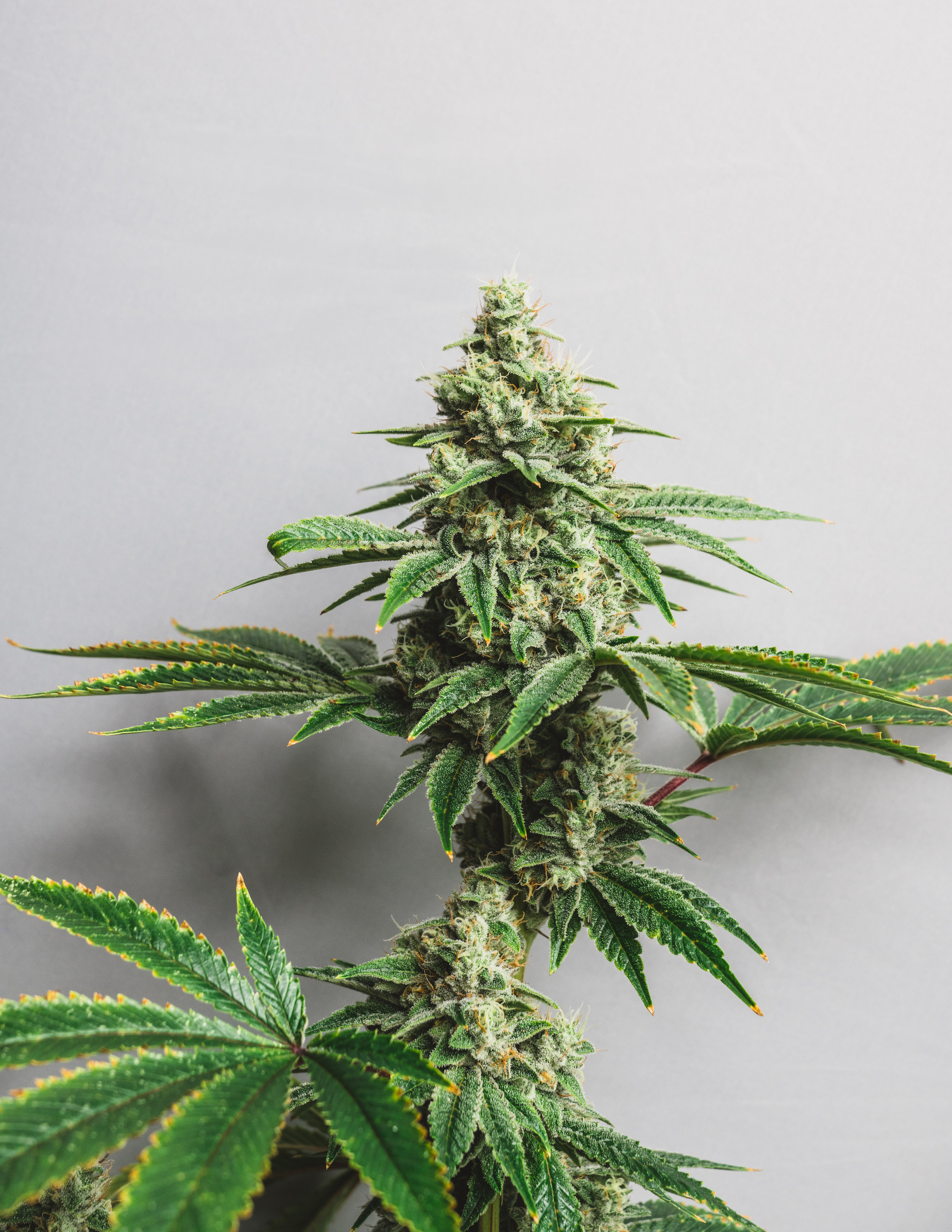 FB_GORILLAGLUEGROW0110.jpg