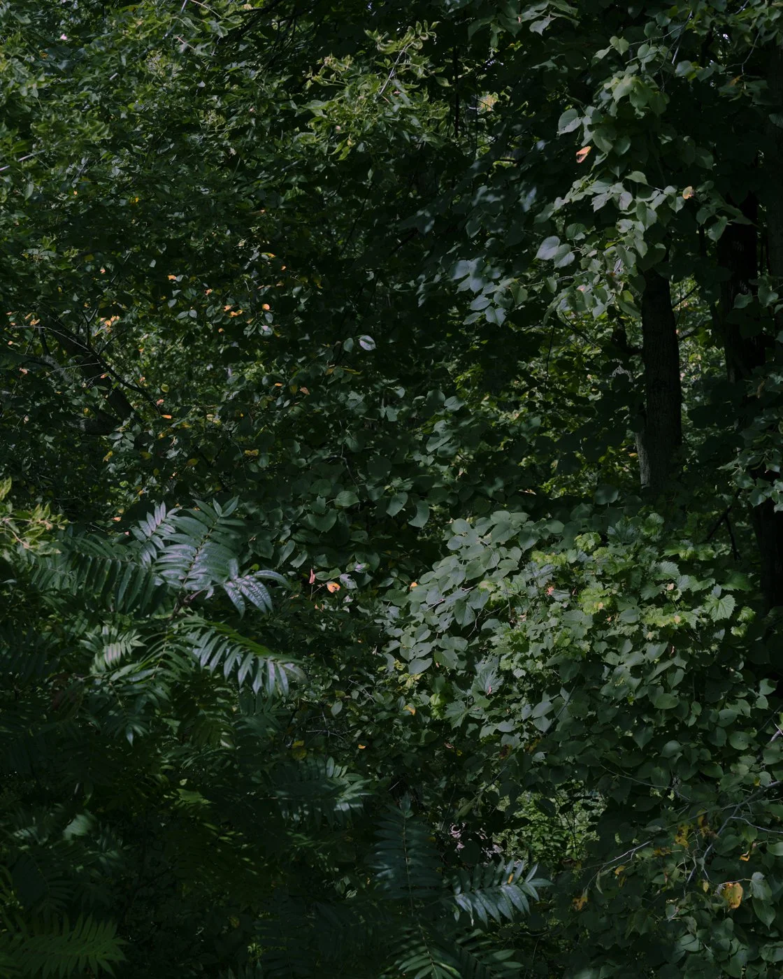 iuy-2.jpg