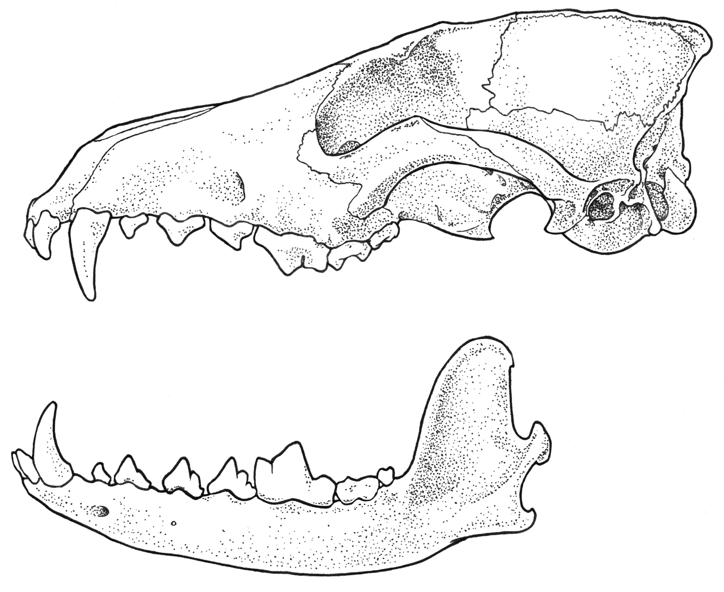 Canis lupis 2e.jpg