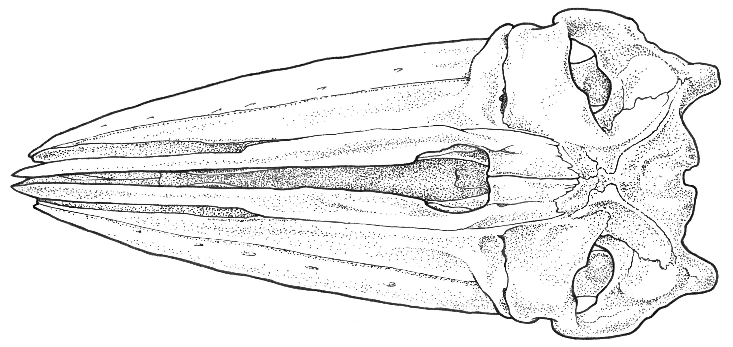 Escrictitius robustus 1e.jpg