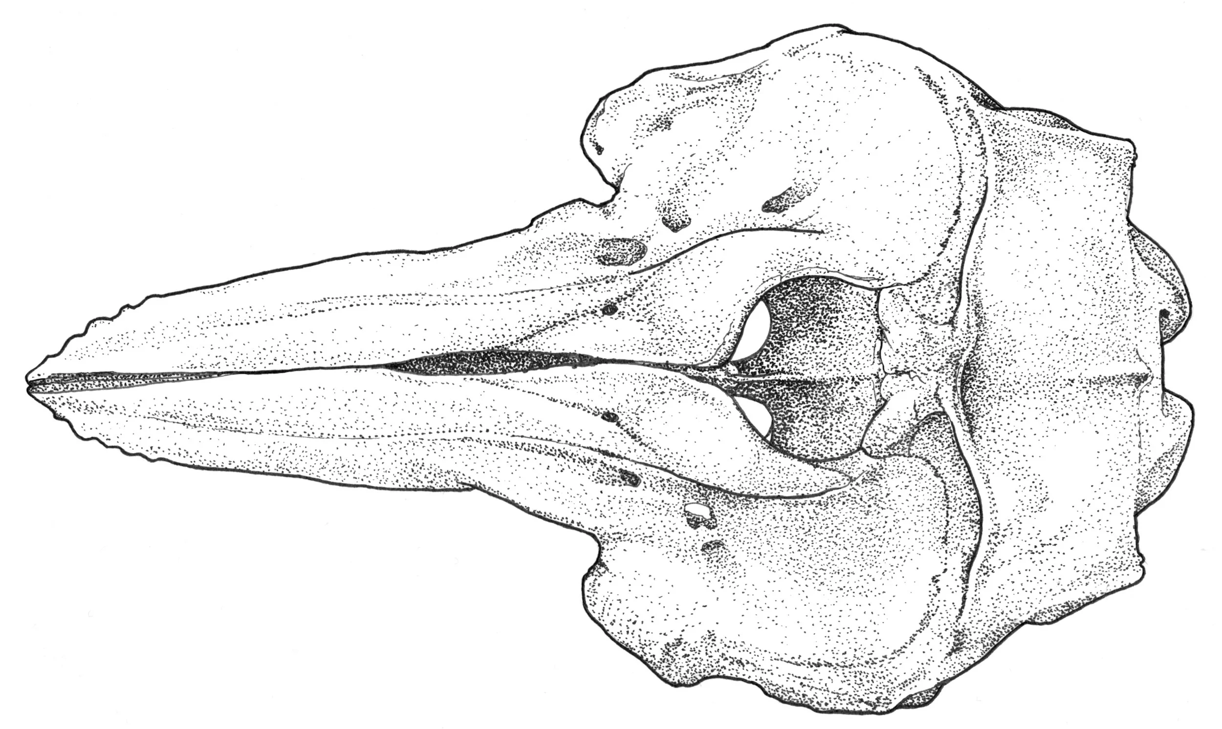 Tursiops truncatus 1e.jpg
