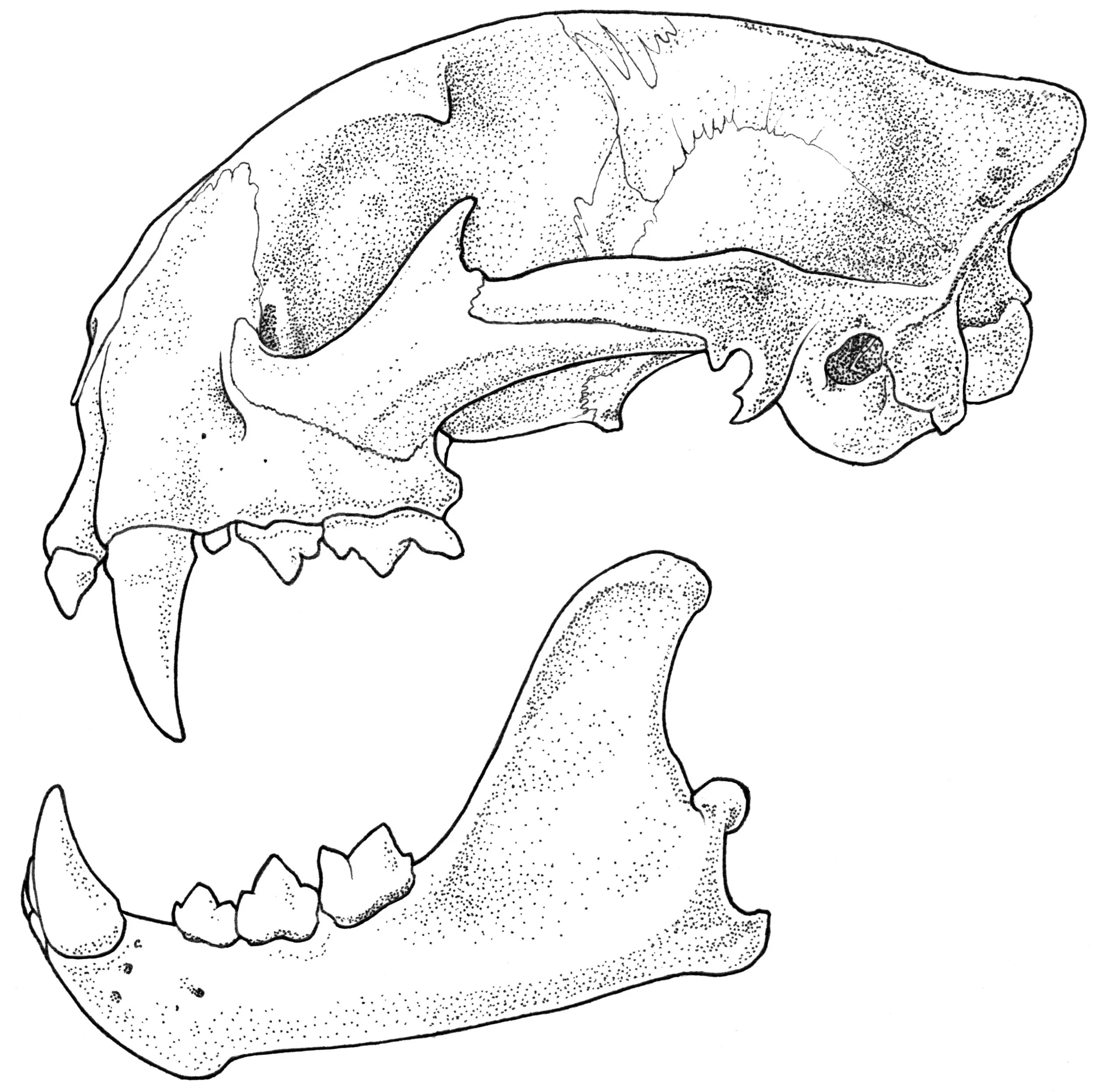 Puma concolor (16356) 2e.jpg