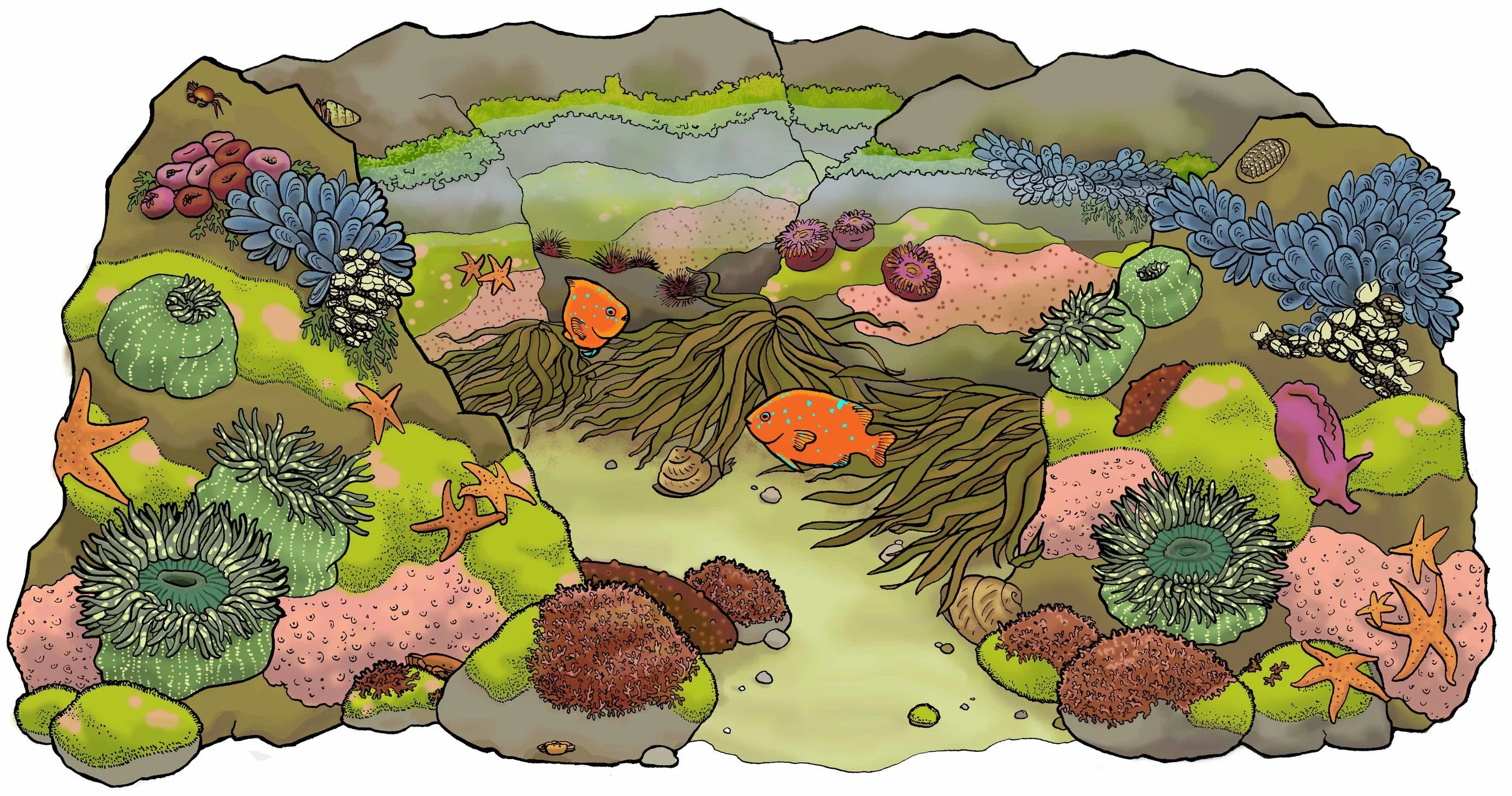 Tide Pool Scene white.jpg
