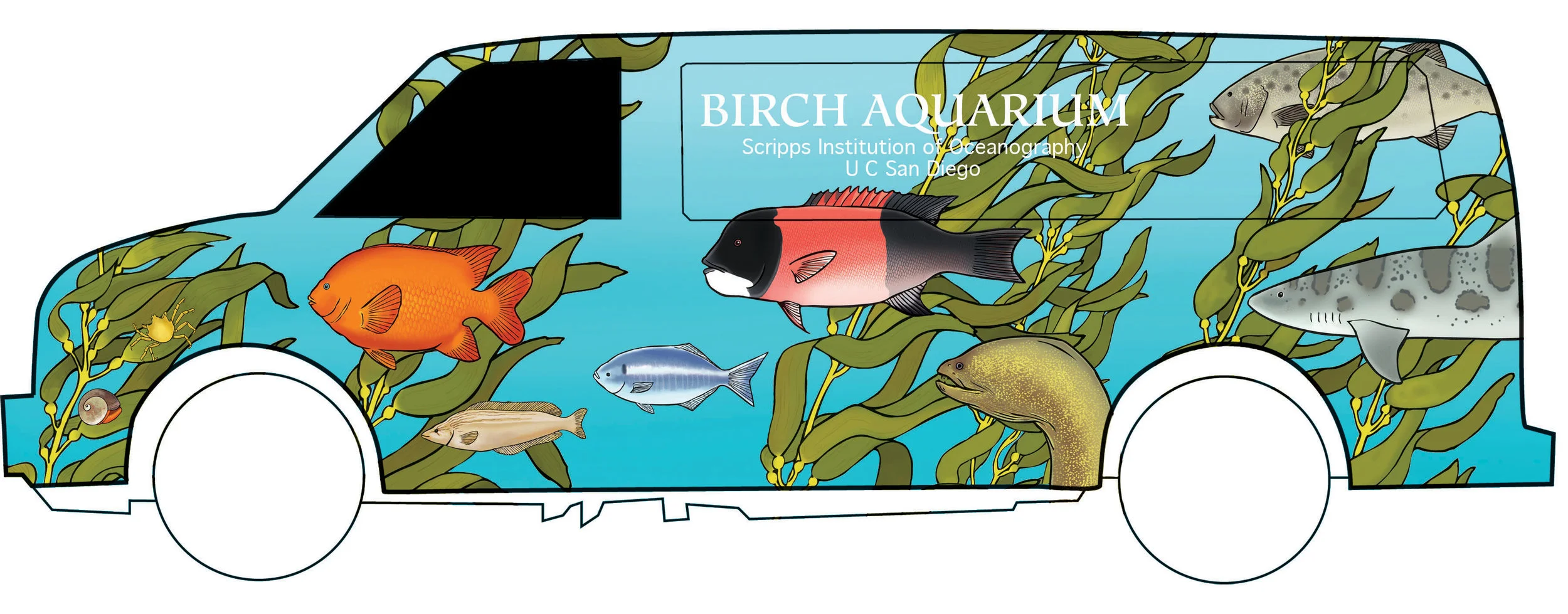 VAN KELP SIDE.jpg