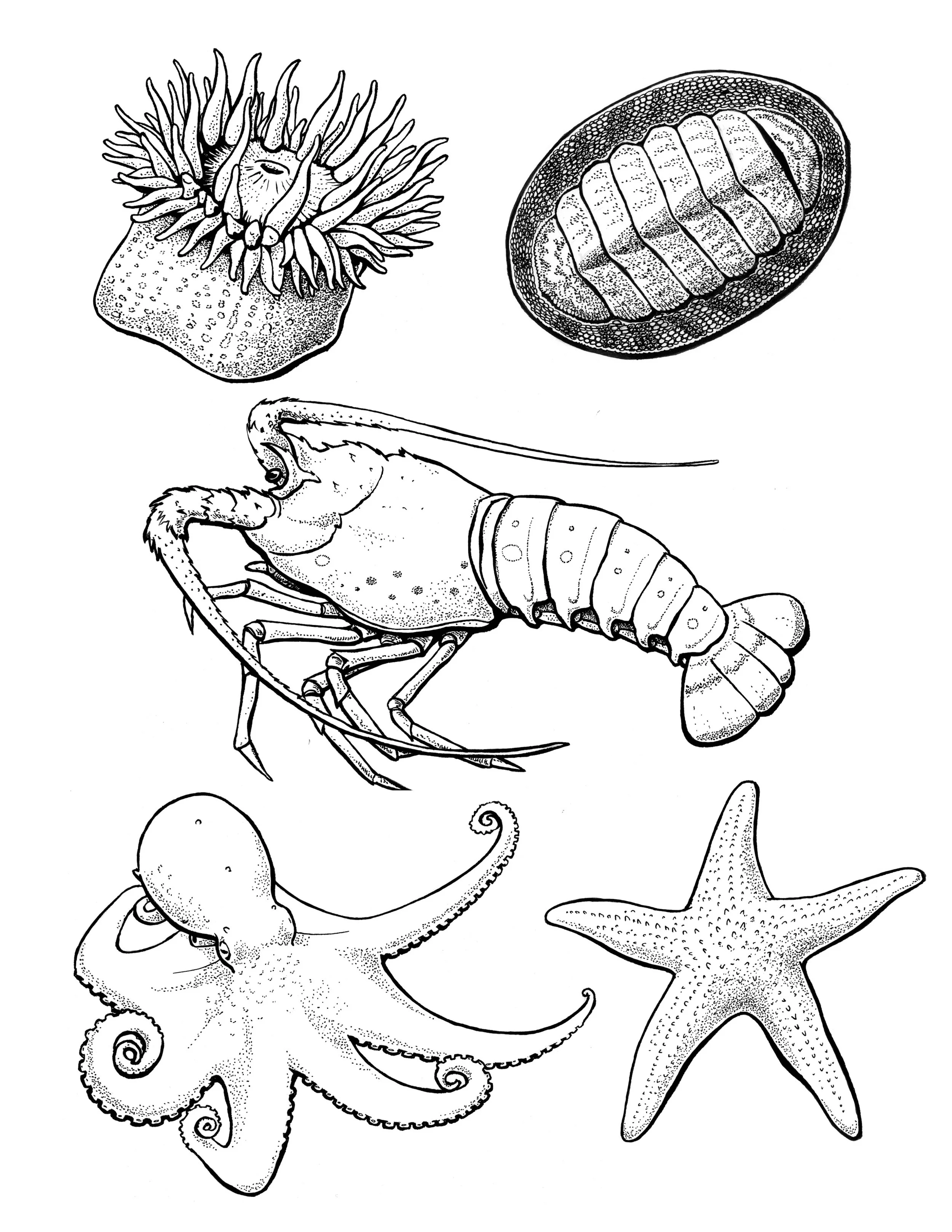 Tide pool combo 2.jpg