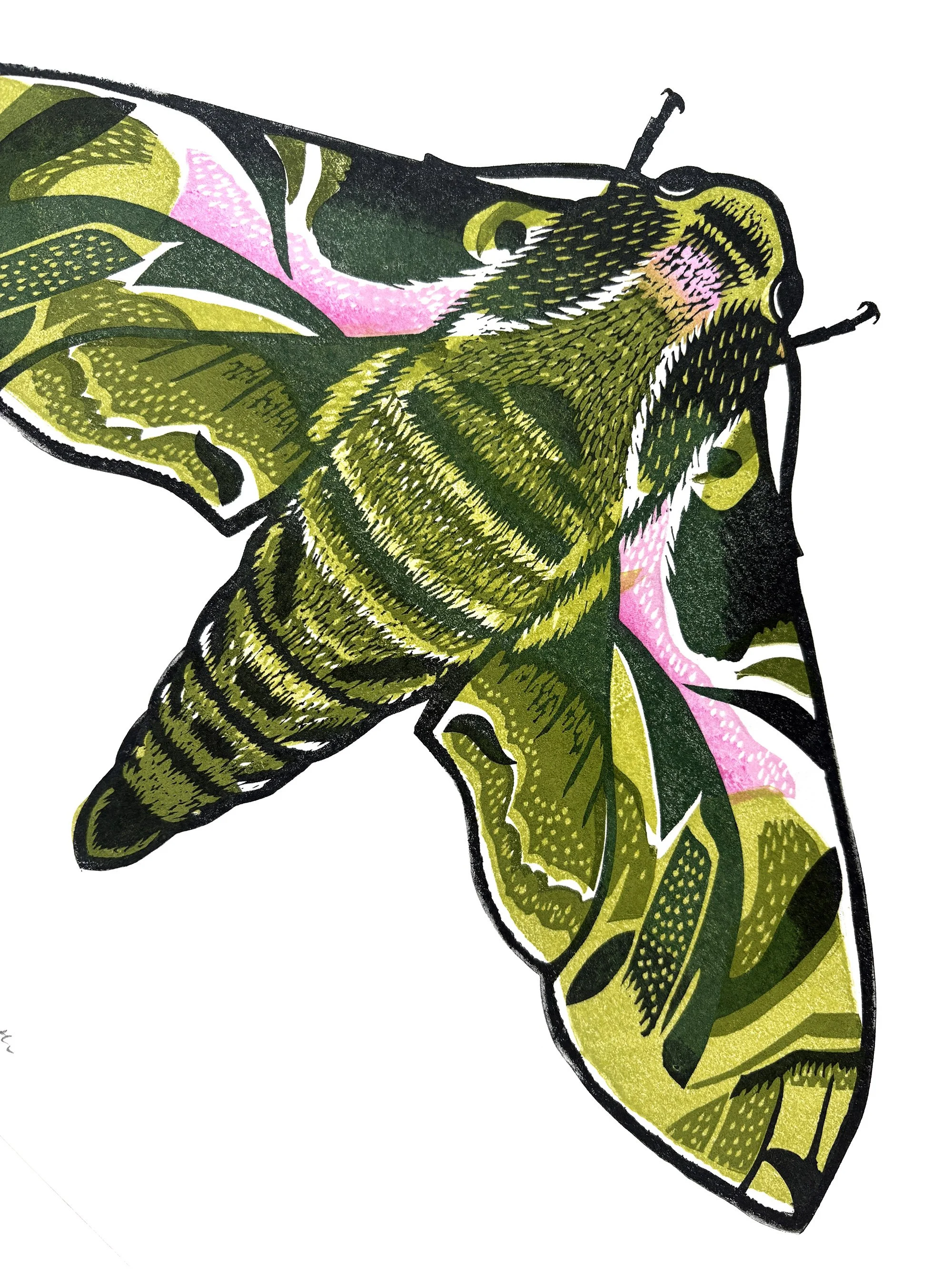 Oleander Moth Detail.jpg