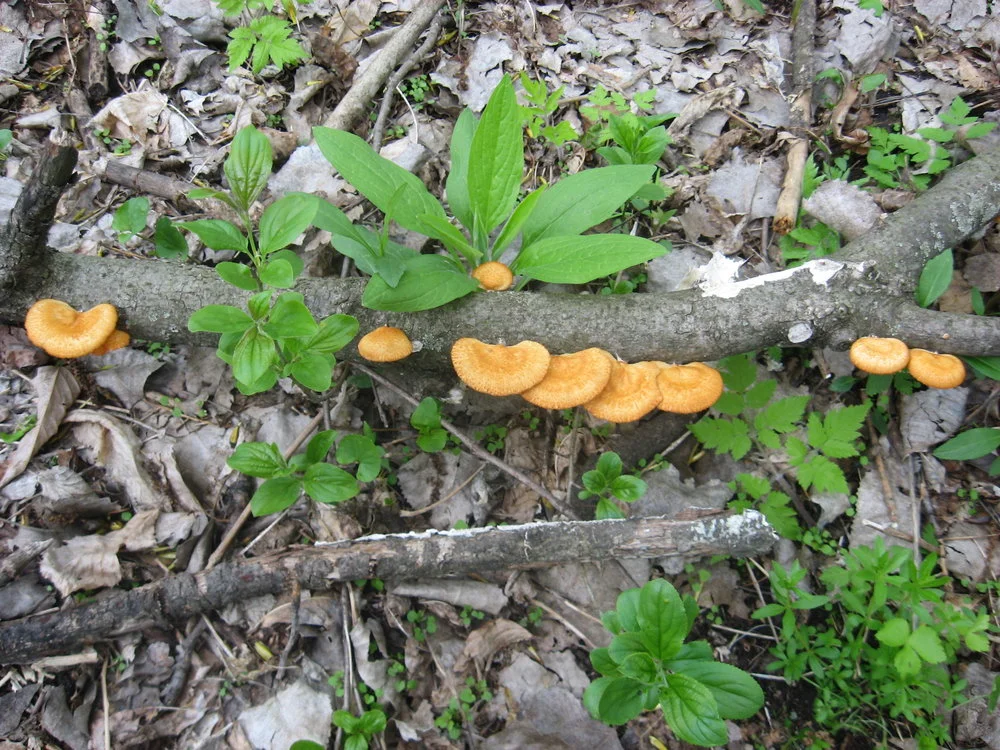 Mushroom Hunting: Success!