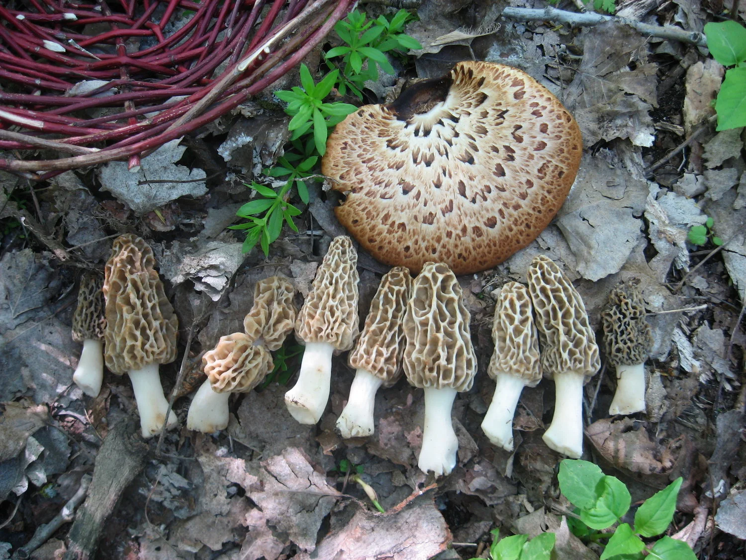 Mushroom Hunting Day Trip