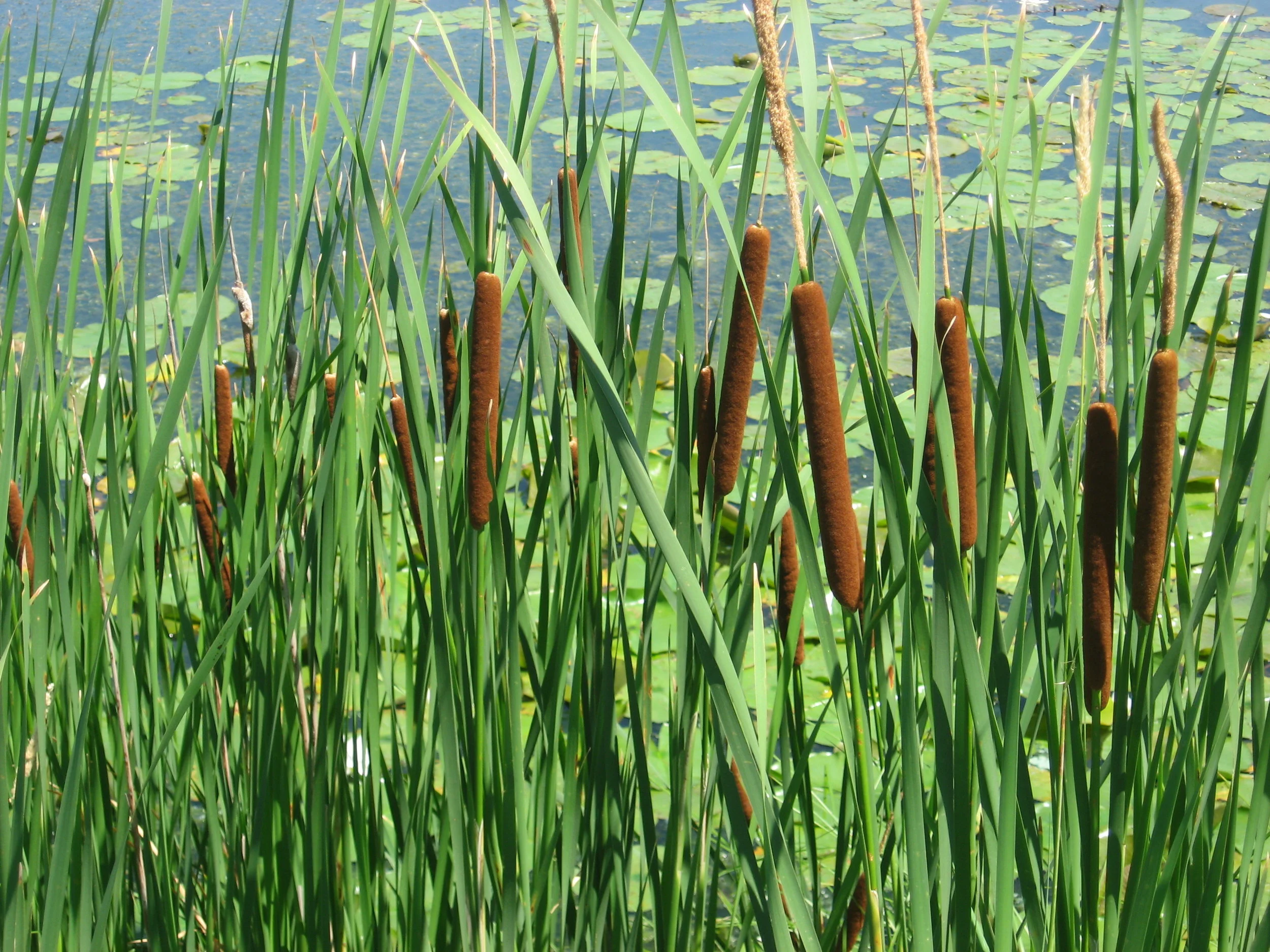 The Cattail and its Many Uses