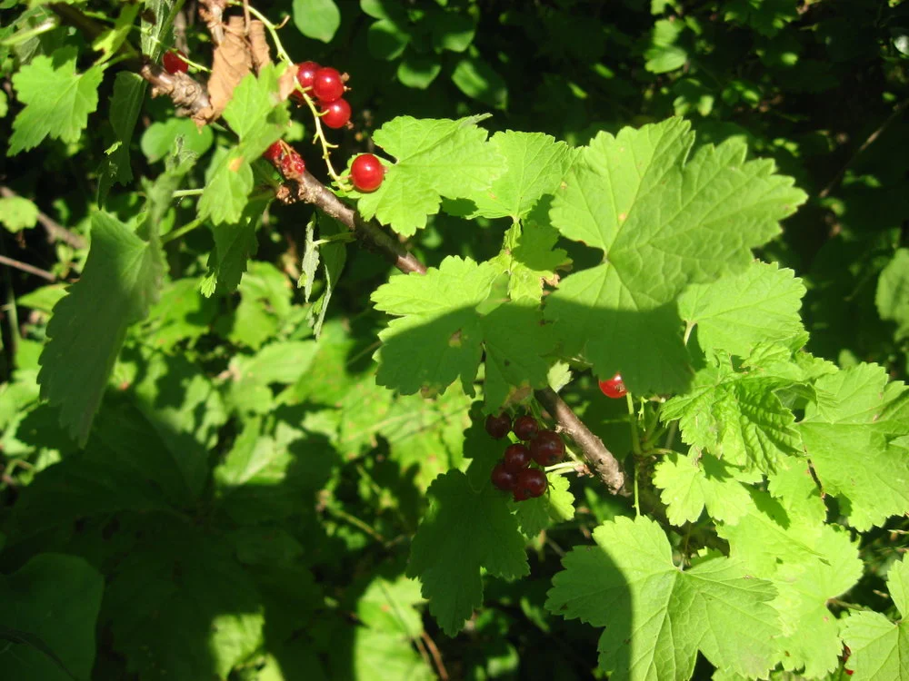Foraging Wild Berries and Fruits