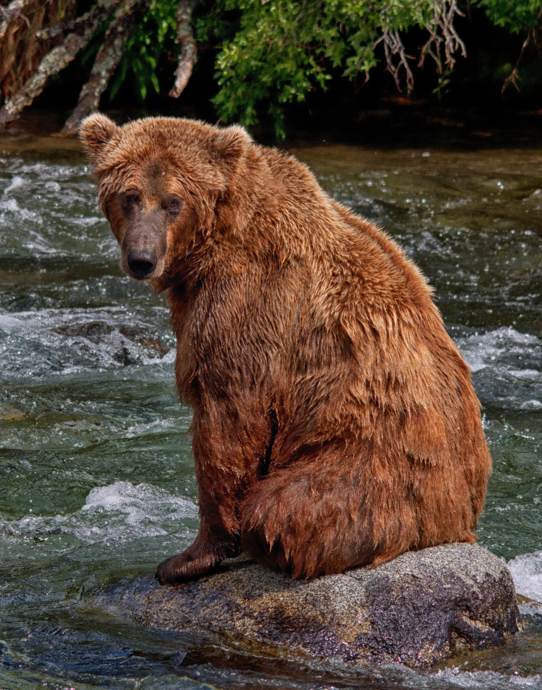 KatmaiBears-11.jpg