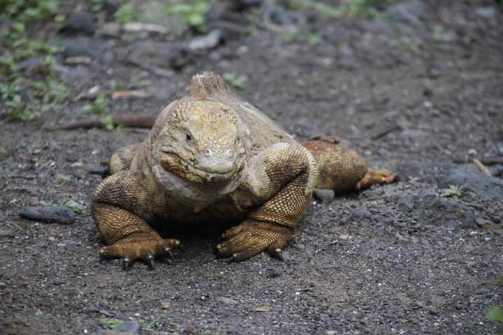 LandIguana.jpg