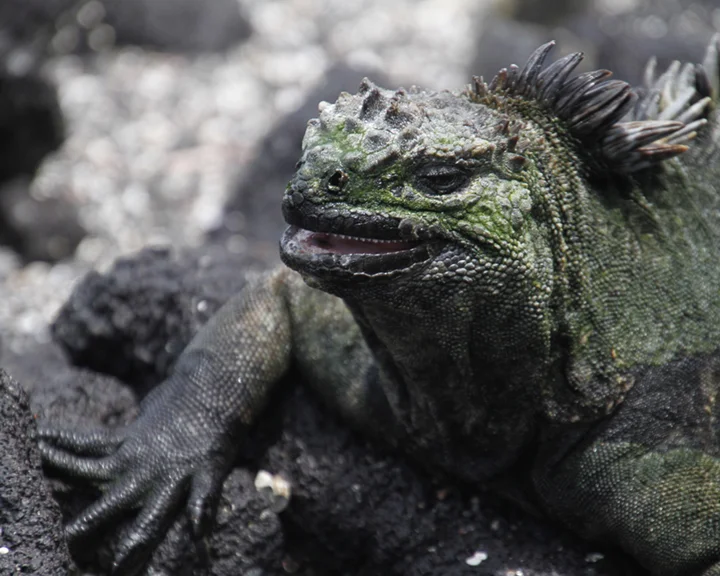 MarineIguana1.jpg