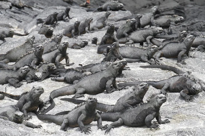 MarineIguana2.jpg
