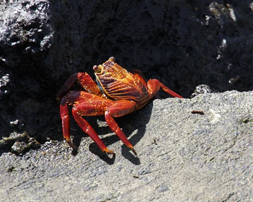 Sallylightfootcrab.jpg