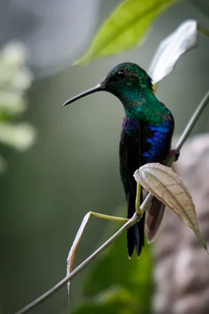 Ecuador18.jpg