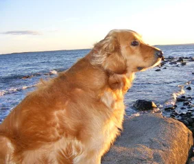 Piper loves being around (and in) the water. In fact, her human says Piper is happiest when she's soaking wet—it's the Golden rule!