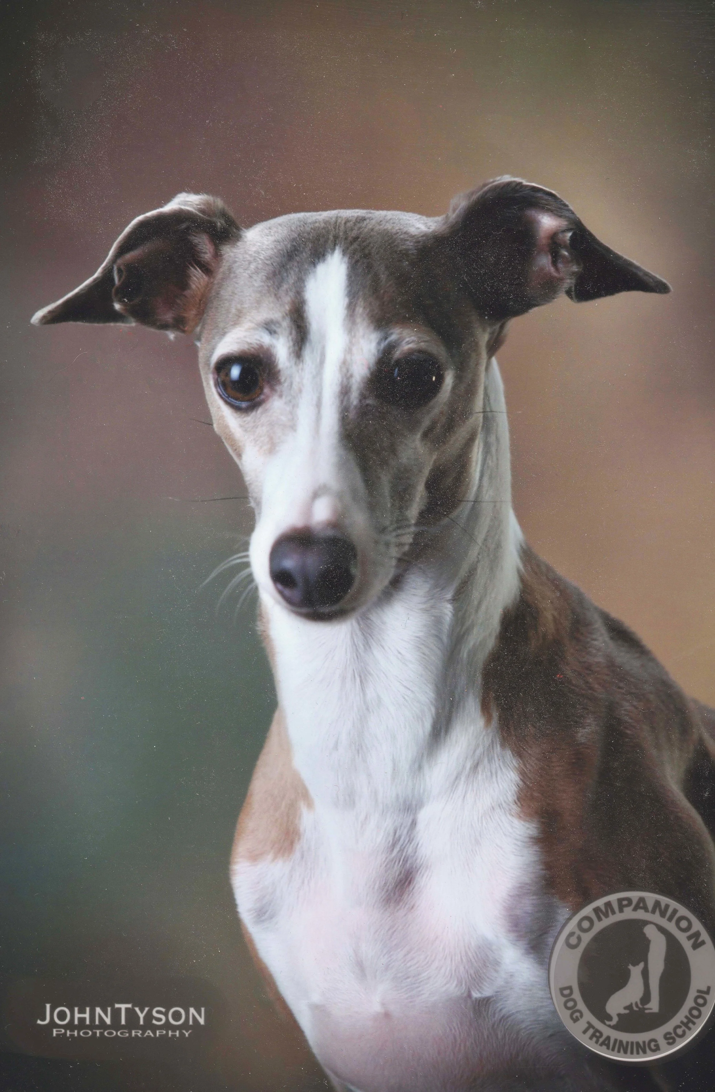 Sunny , an Italian greyhound, was an abandoned pup who literally danced on her hind legs when she was adopted! She loves people and especially kids.