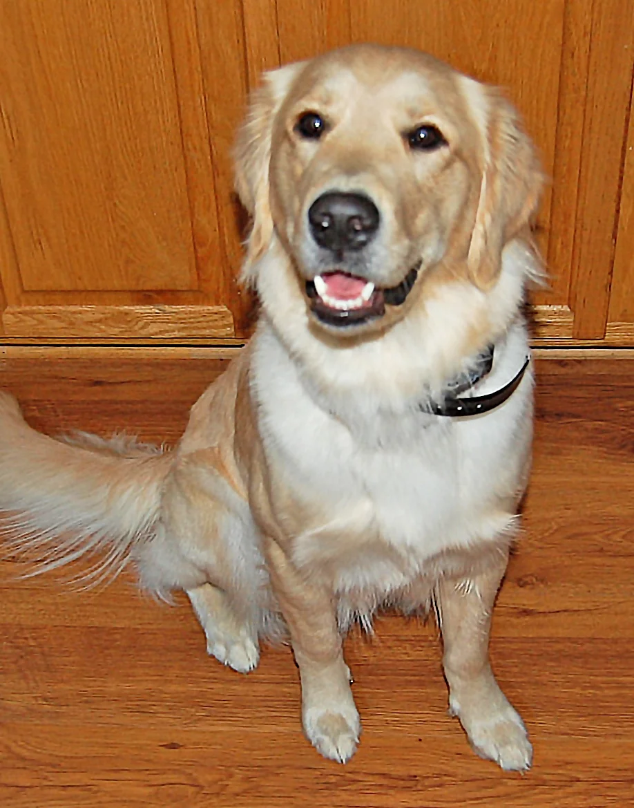 Sophie is a one-year-old Golden Retriever who loves her sister Saylon (above). Her favorite things are people of all ages and playing Frisbee.