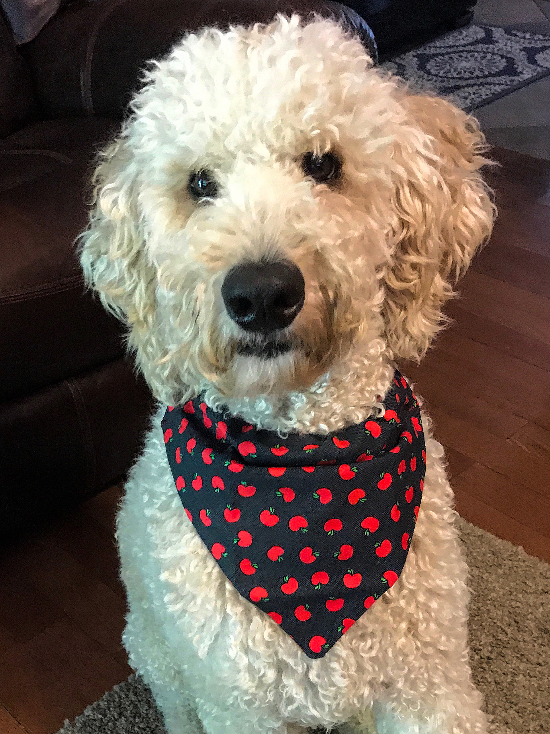 Murphy is a loveable dog who thinks he's a lap dog. He loves attention from adults and kids and to make them smile. They love to pet his soft fur.
