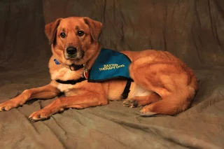 Baxter was rescued from a shelter when he was just a frightened pup. He developed into the quintessential therapy dog!