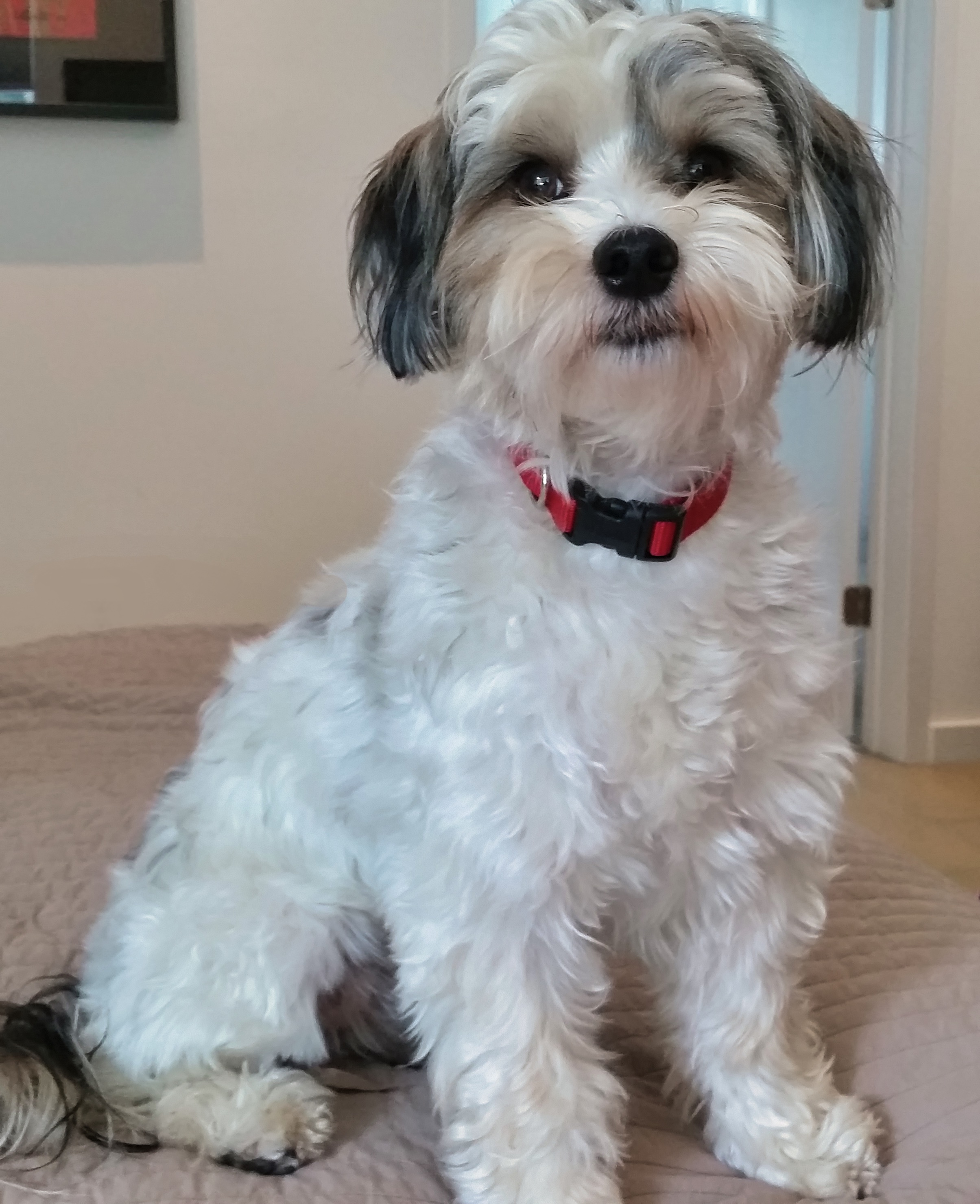 Myko is a gentle fellow who twists himself in amazing shapes to catch a ball. He loves to be wrapped in a towel and cuddled like a baby.