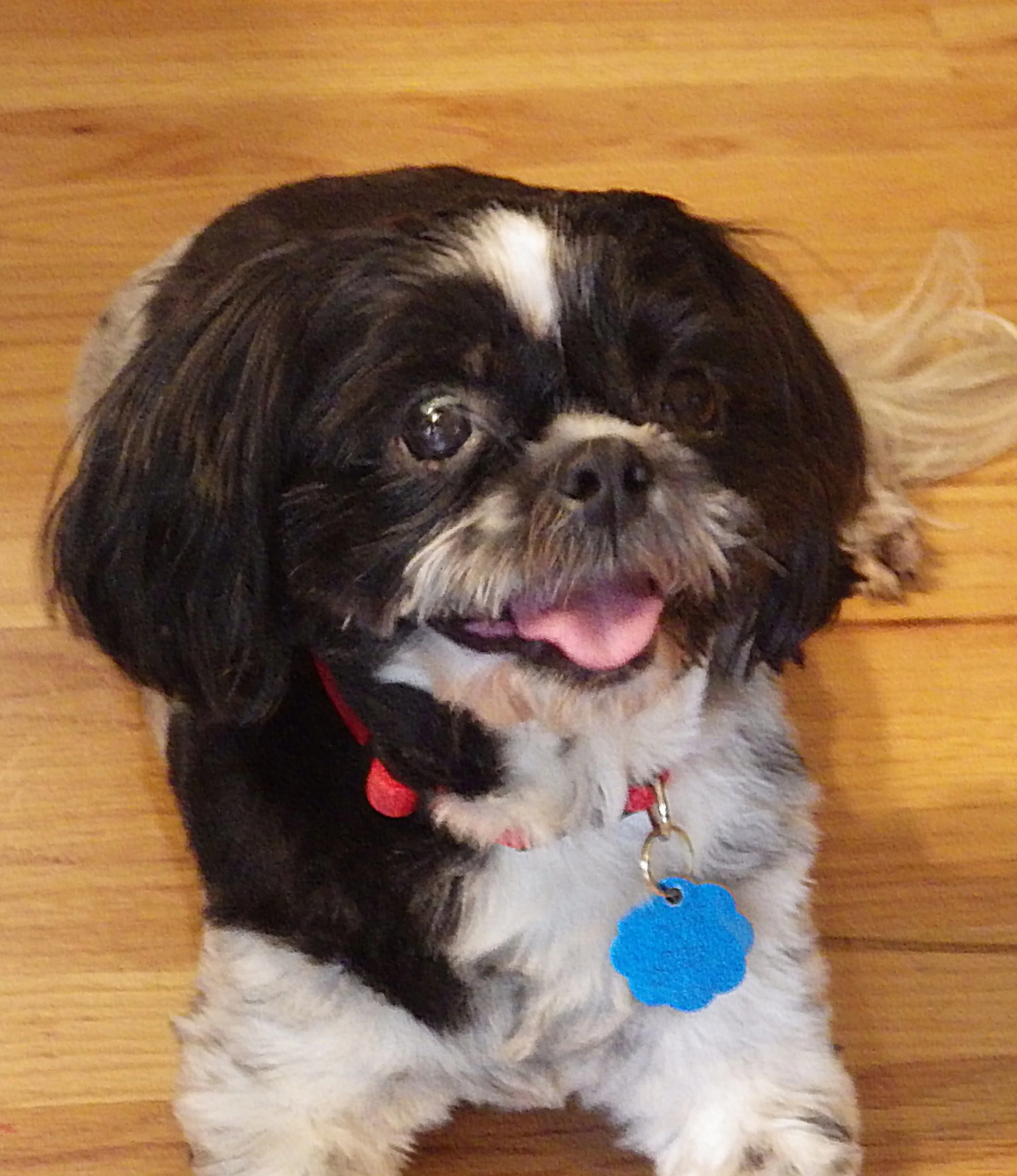 Tashi is a sweet and delightfully cute nine-year-old Shih-Tzu who loves everyone and other dogs. Her name means “Fortunate” in Tibetan.