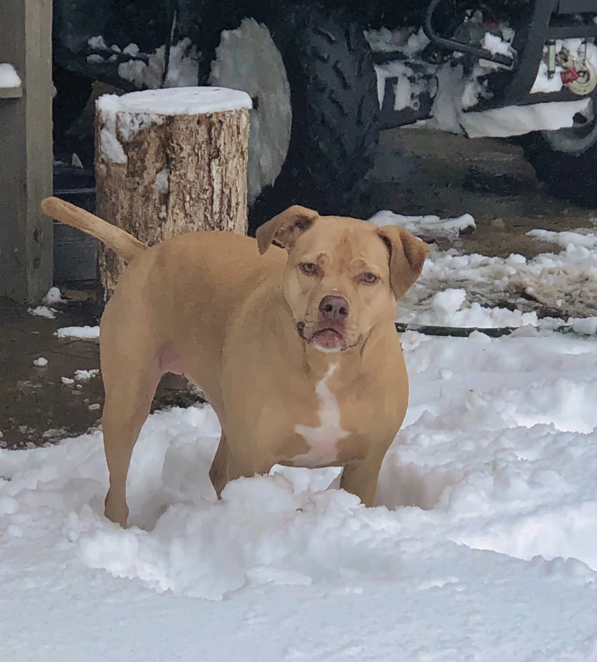 Sadie rescued her humans in 2015 and says it’s the best decision she’s ever made! She loves hunting carrots (her favorite snack) in the snow.