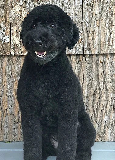 Jolie is a Mini-Whoodle (1/2 Soft-coated Wheaten Terrier and 1/2 Miniature Poodle)! She loves to run, play, and have stories read to her.