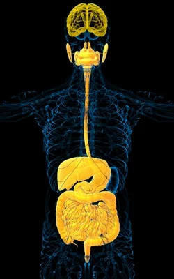 Gut-Brain-Connection-250x400.jpg