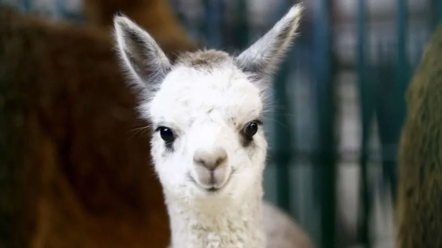 Vauxhall City Farm "Meet the Animals" Private Tour