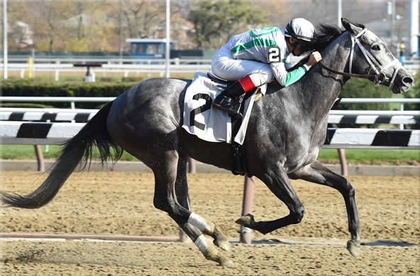 November 17, 2016 - 3rd Race - Aqueduct Off At: 1:18pm - Track Condition: Fast - Purse: $41,000.00 Race Type: 6 Furlong | FIllies and Mares | 3 year olds and Up | Maiden Claiming Times in 100ths: :23.29 :47.85 1:00.24 1:13.17 Winning Time: 1:13.17 Trainer: Richard Schosberg Owner: Edition Farm – Breeder: Edition Farm