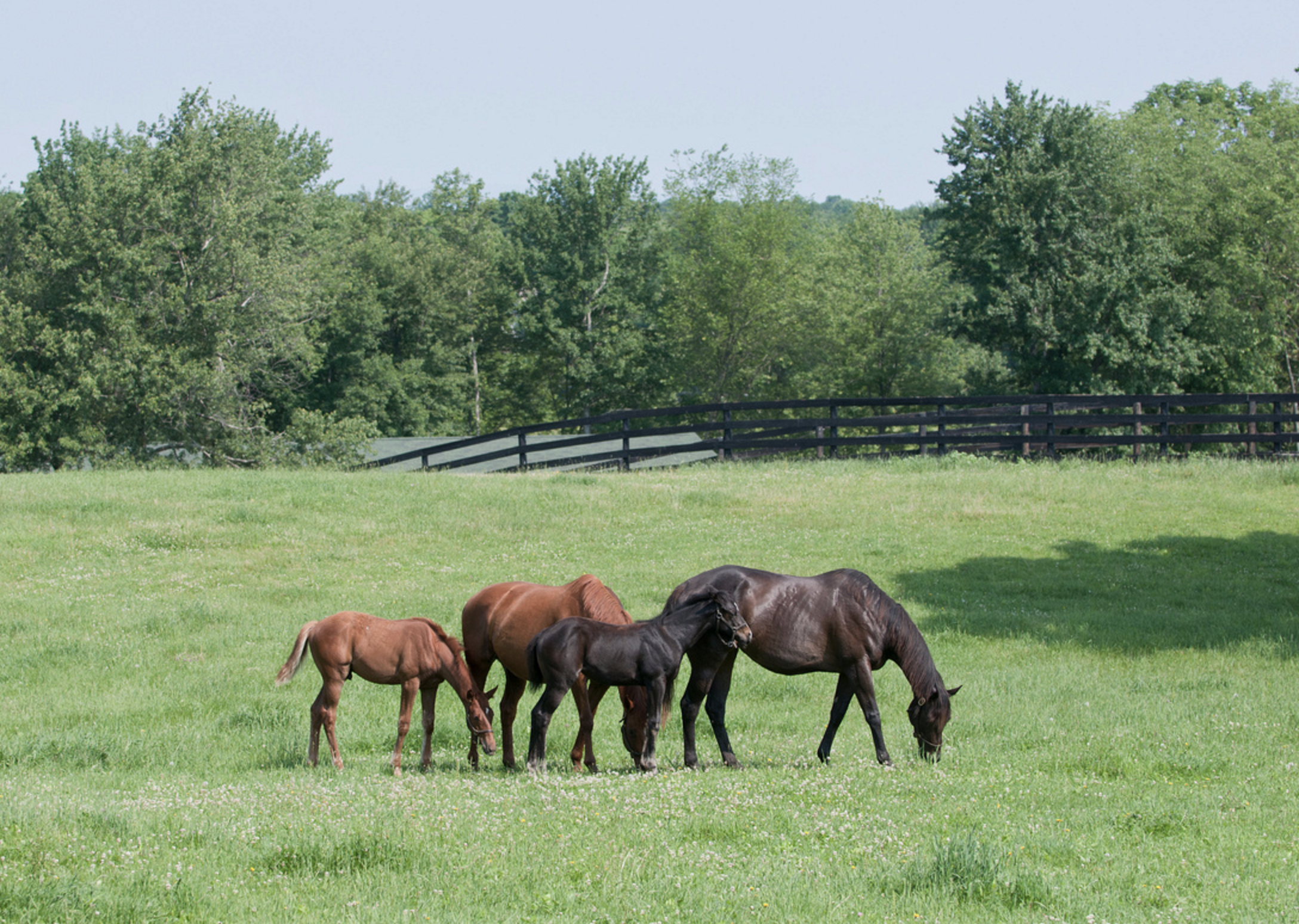FoalRun1.jpg