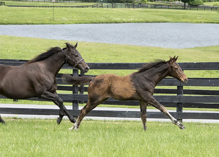 MomandFoalGallop.jpg