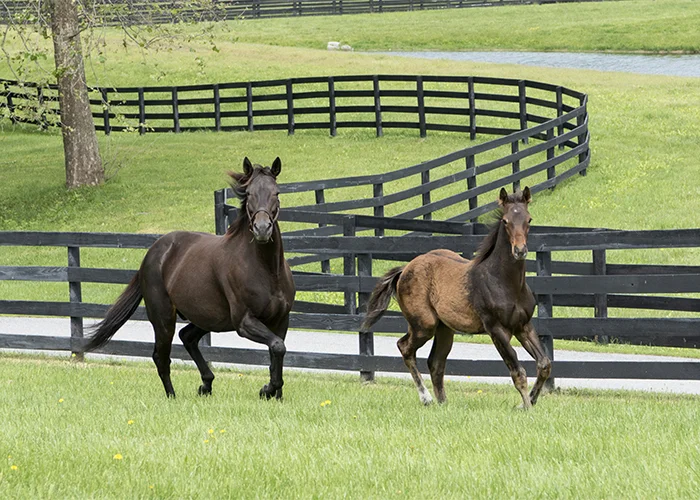 MomandFoalGallopHeadOn.jpg