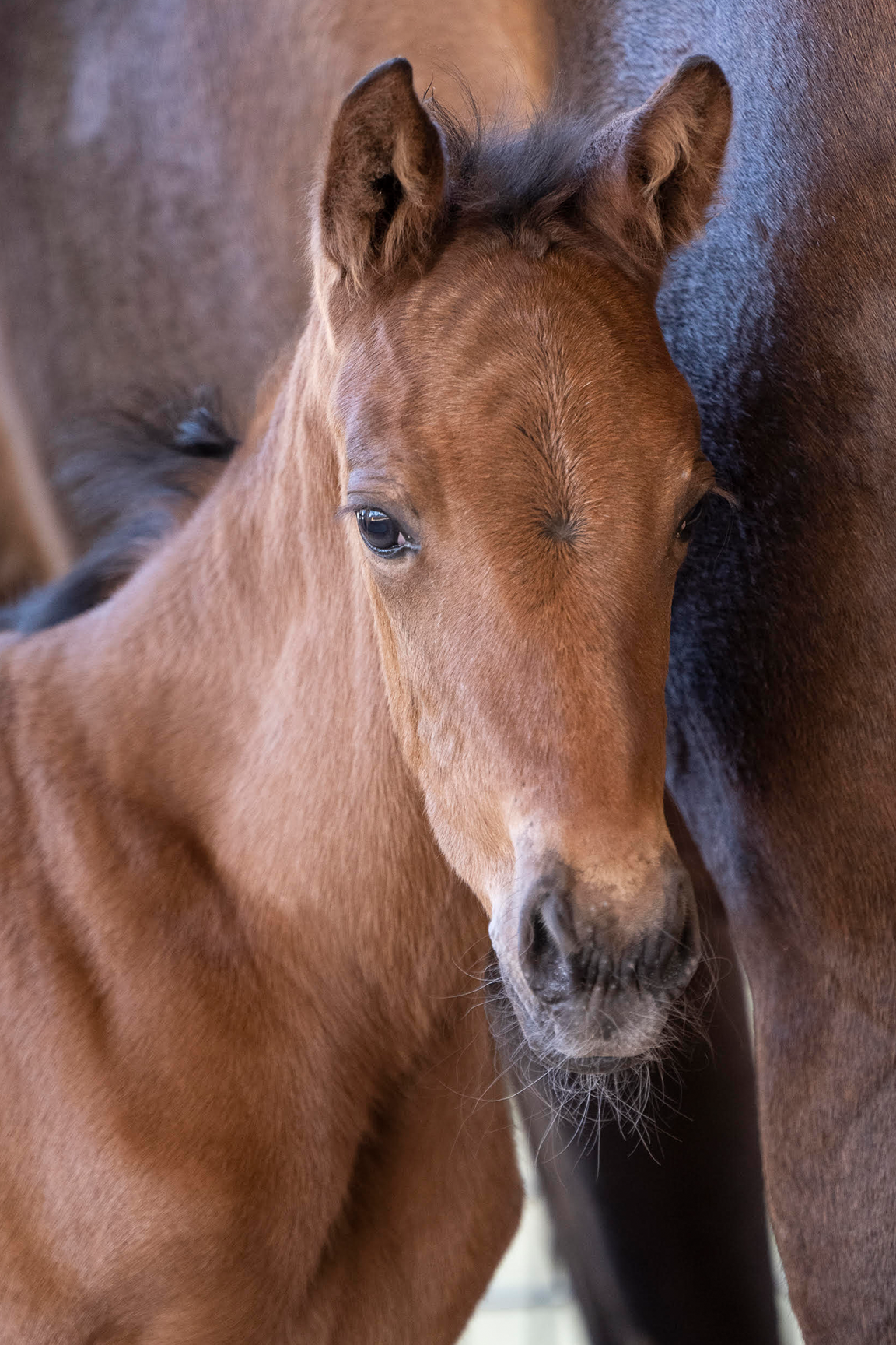 2022 Lagoon Falls Filly by A Shin Forward, born 2/9/2022, owned by Edition Farm, Linda Conroy &amp; Hilarie Niles