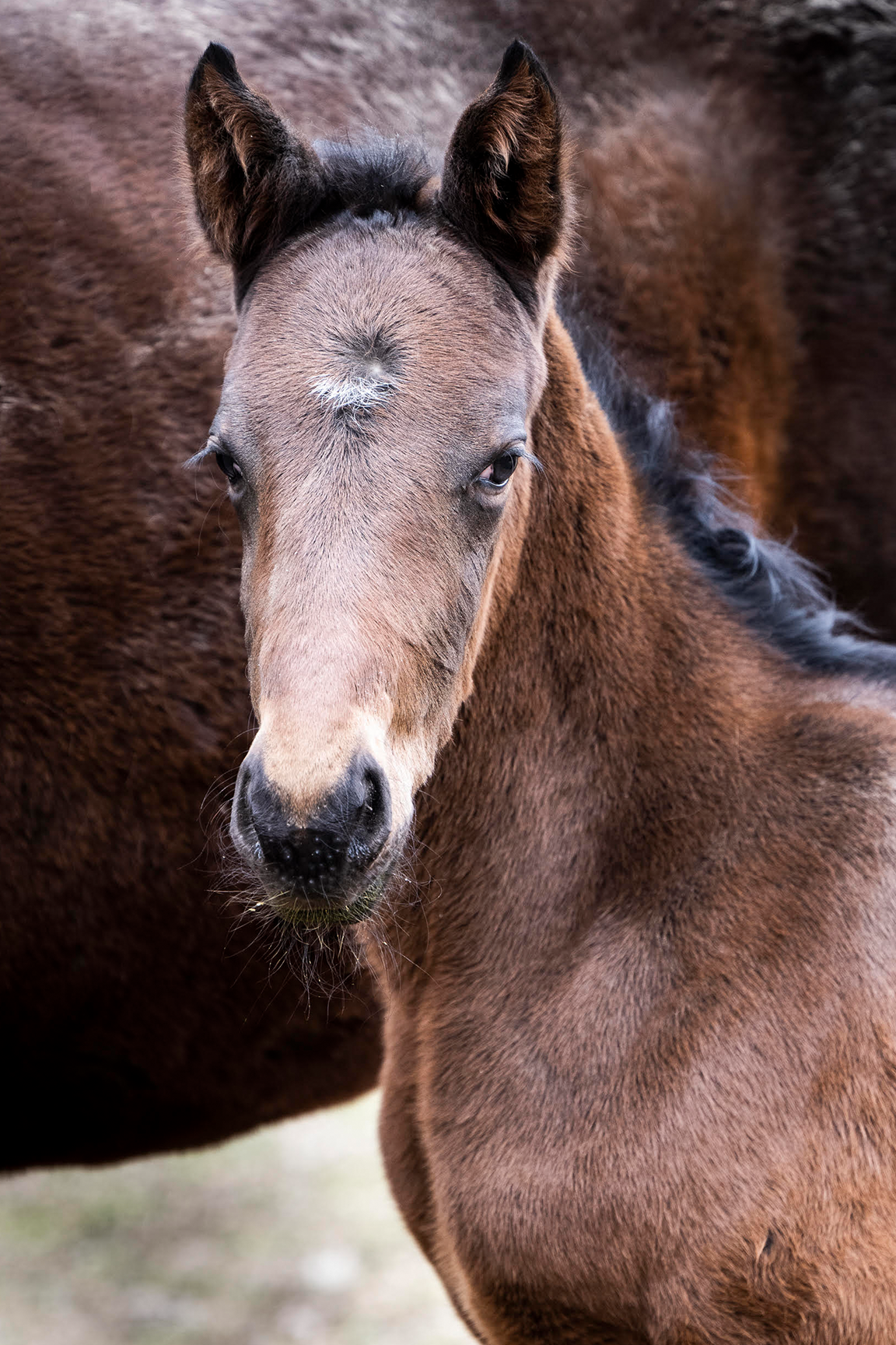 2022 Barrel of Joy Filly by Mo Town, born 2/10/2022, owned by Tri County Stable