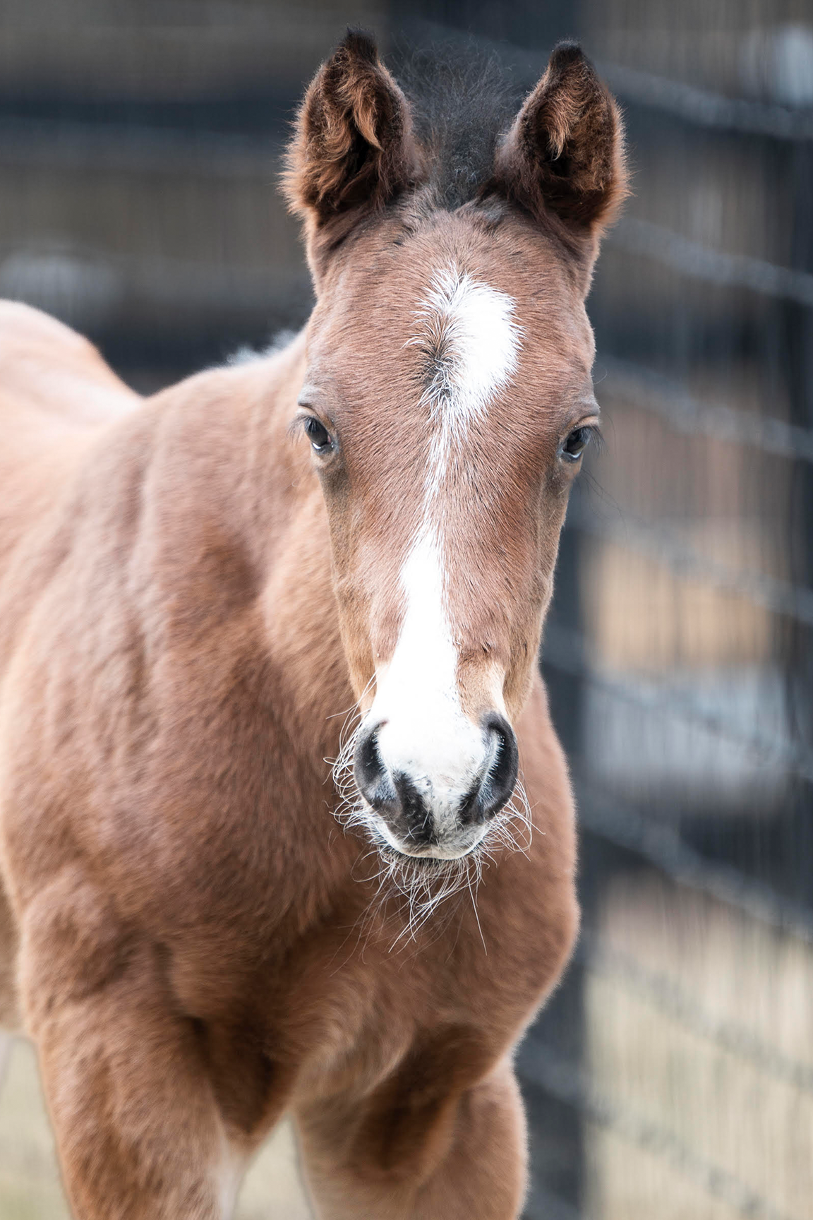 2022 Barb's On Edge Colt by Country House, born 2/16/2022, owned by NK Racing
