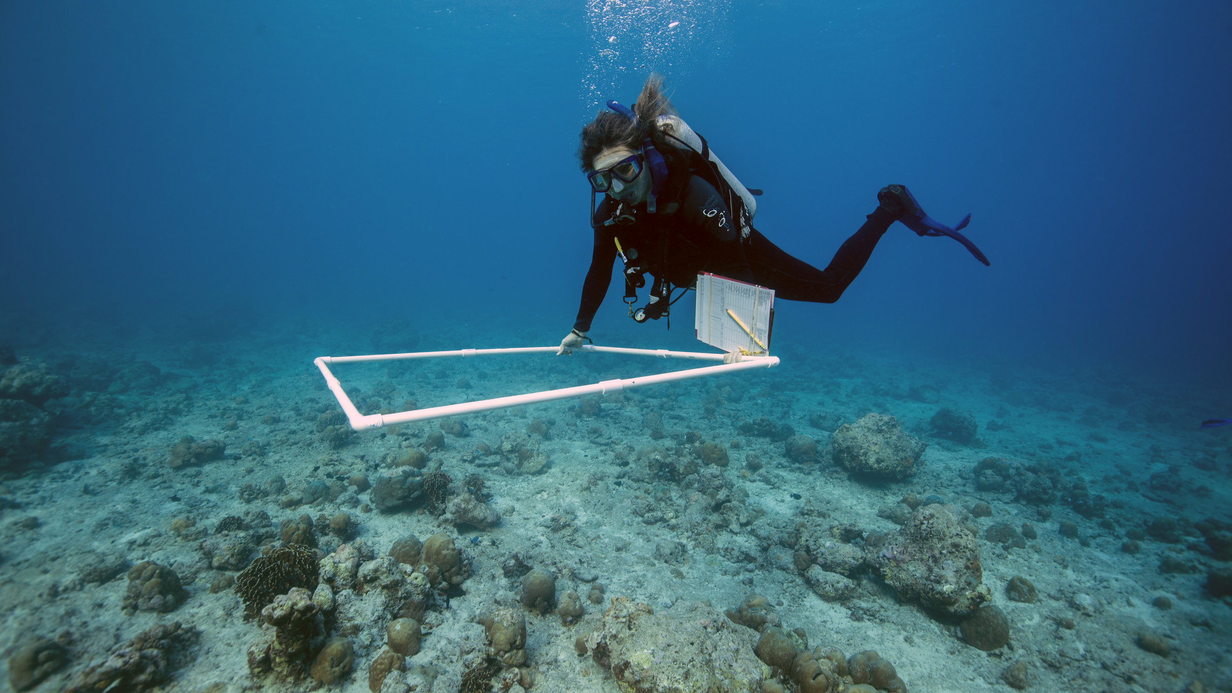 Dr. Woolsey using a quadrat, a clipboard, underwater paper, and a pencil to survey the reef with the WCS protocol 