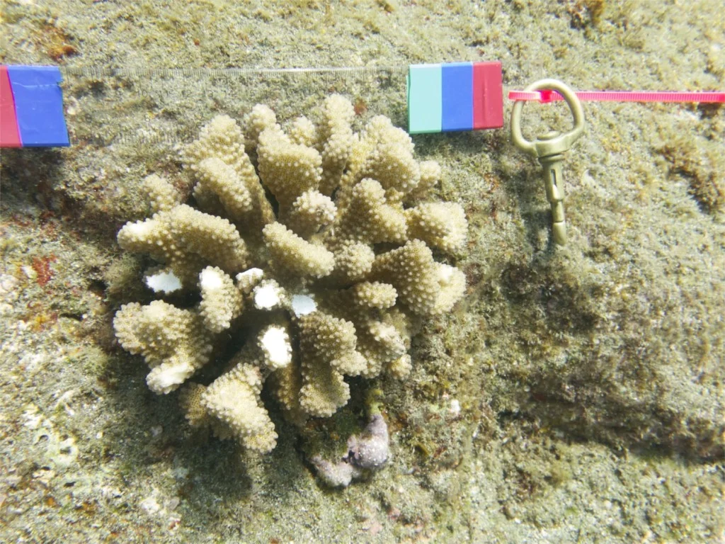 P. meandrina sample