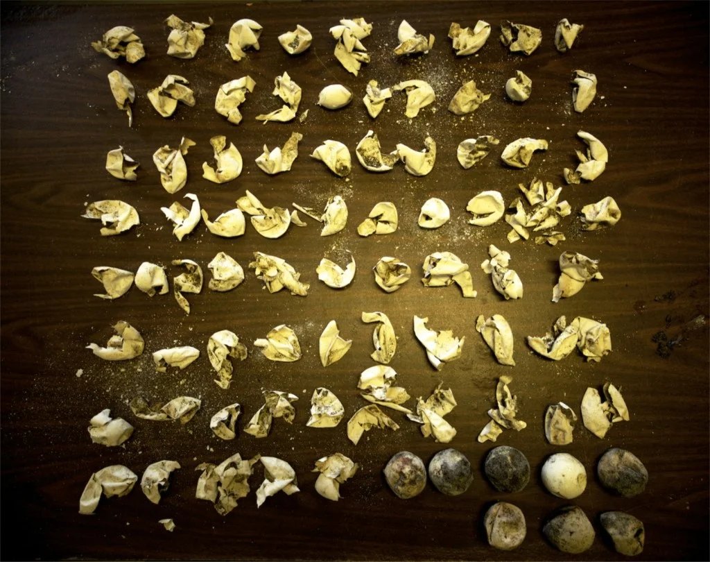 The average Green sea turtle nests here at Kalaupapa are between 80-100 eggs, with a few unfertilized eggs.
