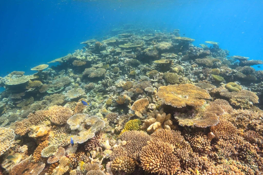 Veva reef