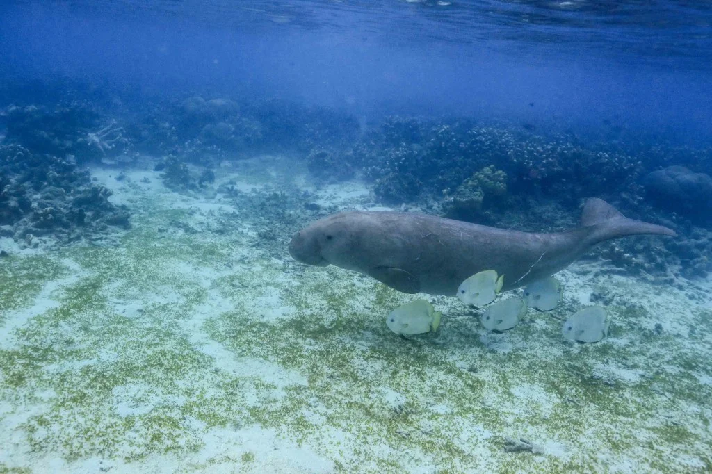 dugong and friends