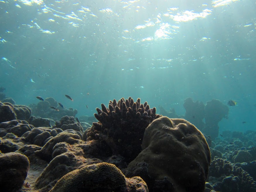 The world under the blue. A lot of coral in the Maldives is dying due to rising water temperatures.